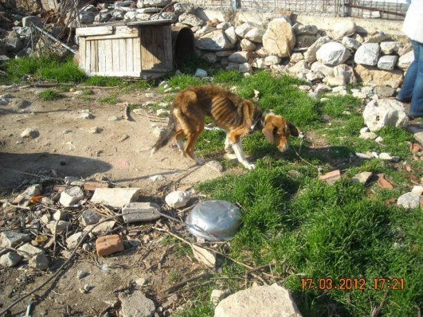 Χωριστή Δράμας: Τις απείλησε με τσεκούρι επειδή πήγαν να σώσουν τα σκυλιά
